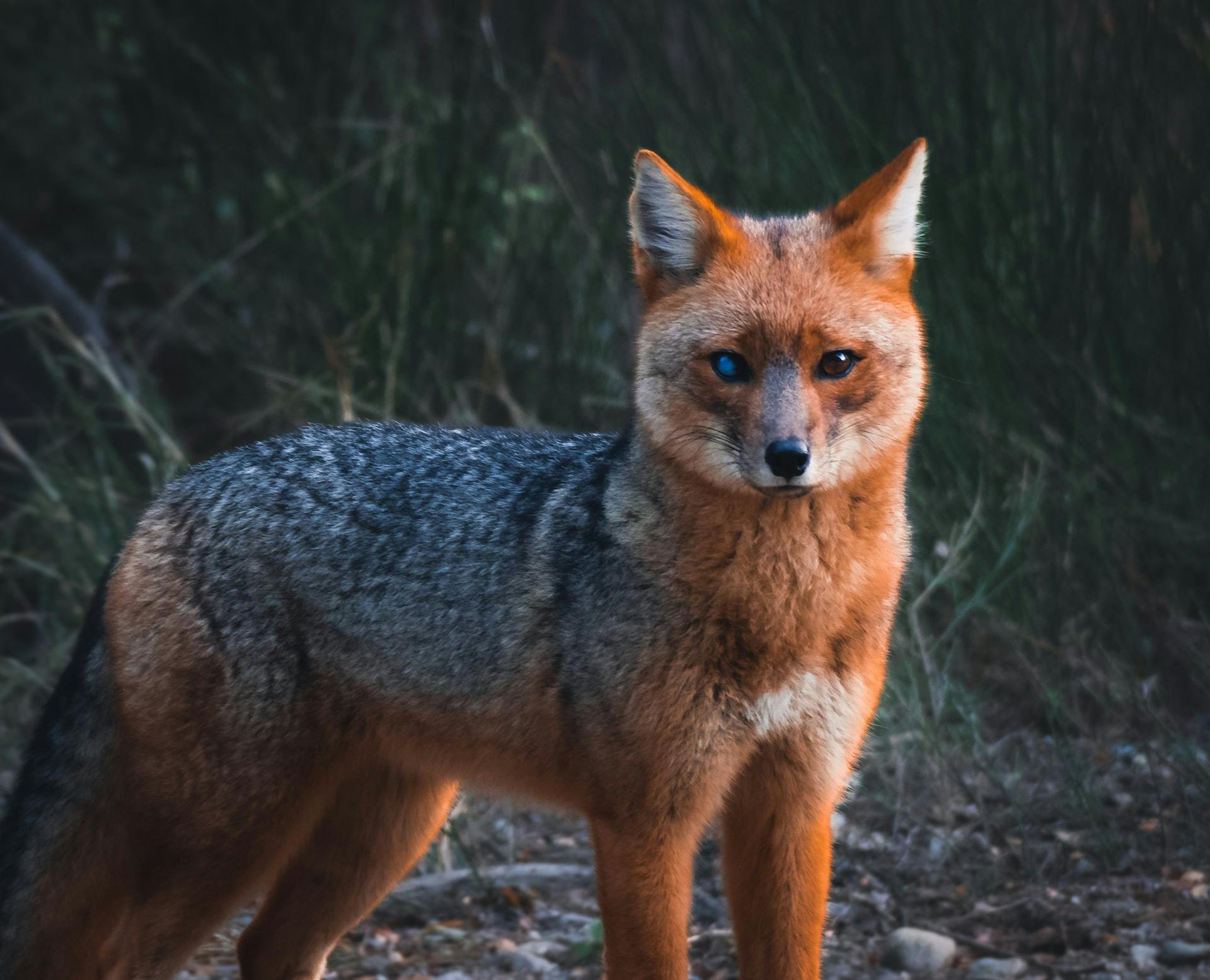 A standing fox staring directly at the camera.