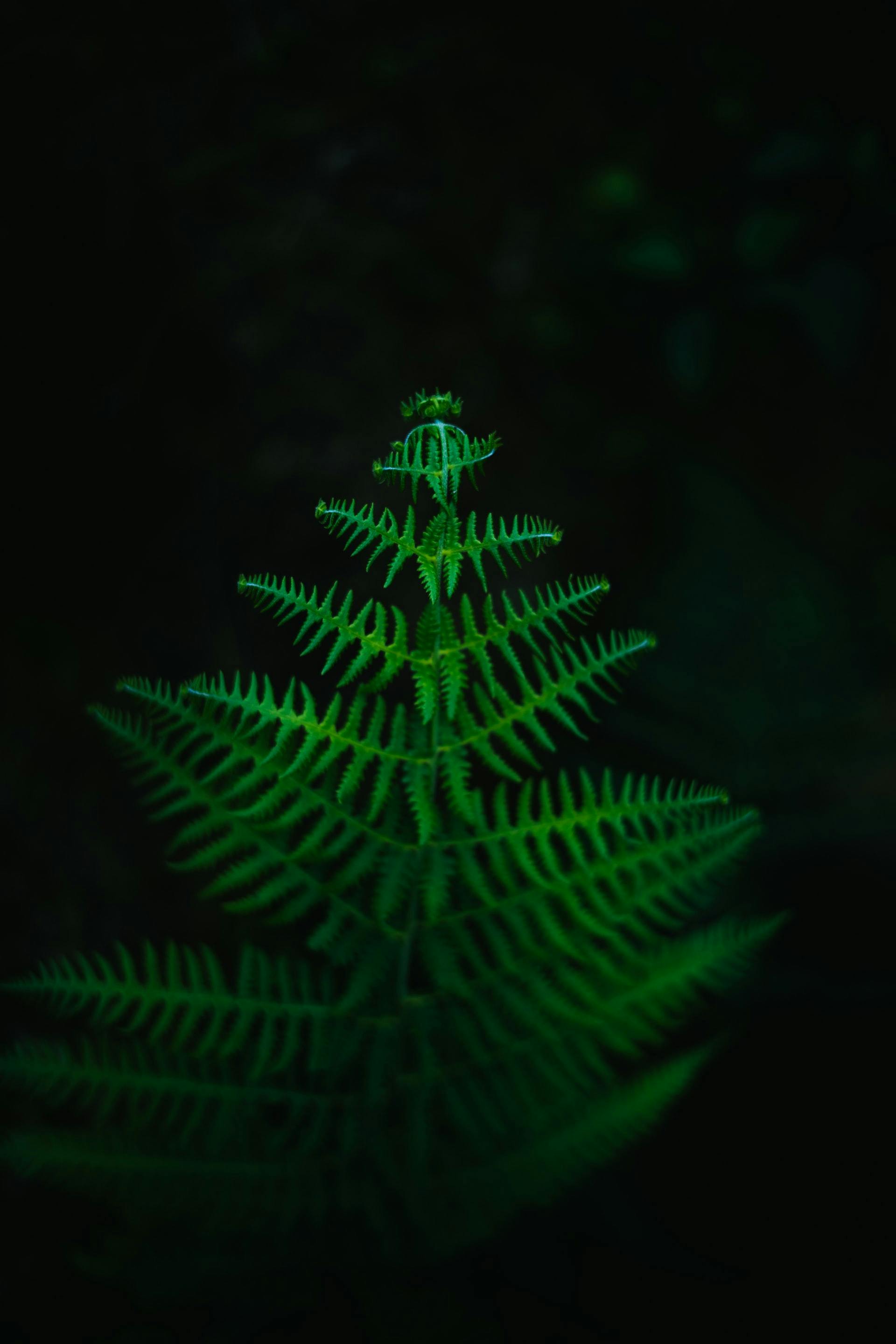 Close-up of a bright green plant at night.